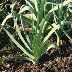 Mille Variétés Anciennes